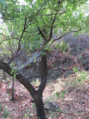 Quercus glaucoides
