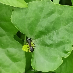 Coccinia grandis