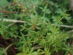 Galium divaricatum