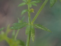 Galium divaricatum