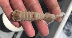 Squillidae