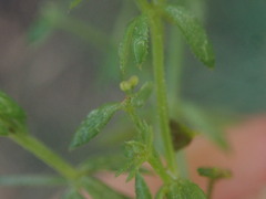 Galium divaricatum