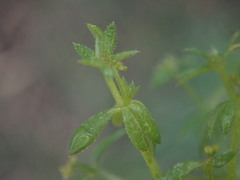 Galium divaricatum