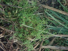 Galium divaricatum