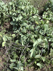 Cissus rotundifolia
