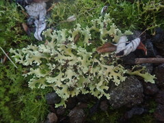 Xanthoparmelia flavescentireagens