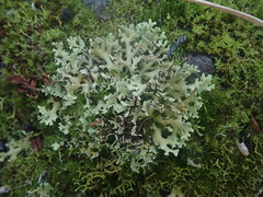 Xanthoparmelia flavescentireagens