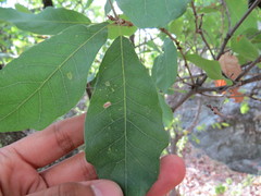 Quercus glaucoides