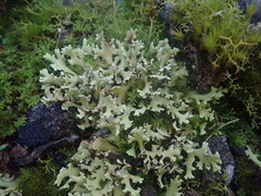 Xanthoparmelia flavescentireagens