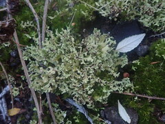 Xanthoparmelia flavescentireagens