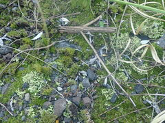 Xanthoparmelia flavescentireagens