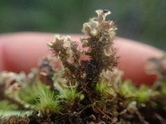 Xanthoparmelia flavescentireagens