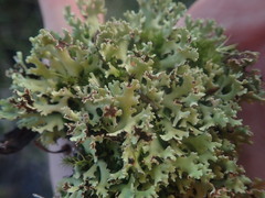 Xanthoparmelia flavescentireagens