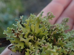 Xanthoparmelia flavescentireagens