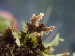 Xanthoparmelia flavescentireagens