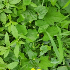 Coccinia grandis