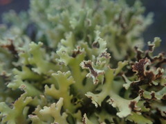 Xanthoparmelia flavescentireagens