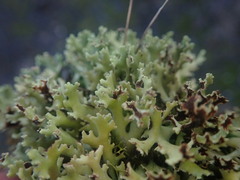 Xanthoparmelia flavescentireagens