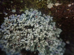 Stereocaulon corticatulum
