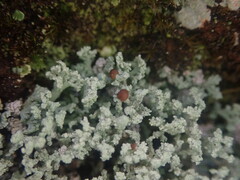 Stereocaulon corticatulum