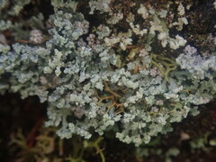 Stereocaulon corticatulum