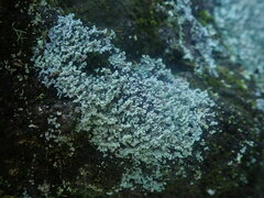 Stereocaulon corticatulum