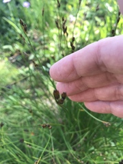Juncus drummondii
