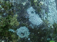 Stereocaulon corticatulum
