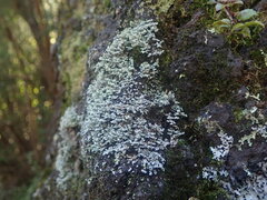 Stereocaulon corticatulum