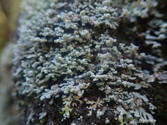Stereocaulon corticatulum