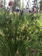 Juncus drummondii
