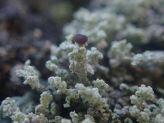 Stereocaulon corticatulum