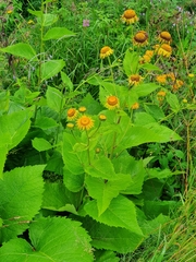 Telekia speciosa