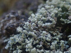 Stereocaulon corticatulum