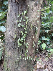 Lemmaphyllum microphyllum