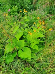Telekia speciosa