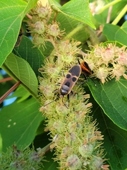 Physopelta gutta gutta