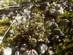 Xanthoparmelia flavescentireagens