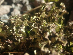 Xanthoparmelia flavescentireagens