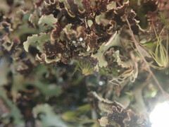 Xanthoparmelia flavescentireagens