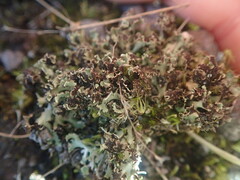 Xanthoparmelia flavescentireagens