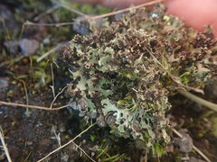 Xanthoparmelia flavescentireagens