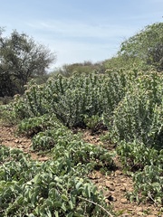 Euphorbia breviarticulata image