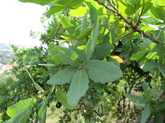 Quercus glaucoides