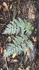 Polystichum oculatum