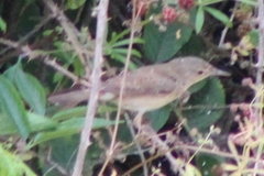 Hippolais polyglotta