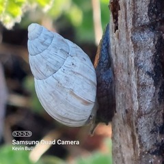 Bothriembryon kingii