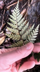 Polystichum oculatum