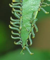 Pristiphora conjugata