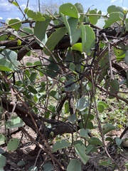 Cissus rotundifolia